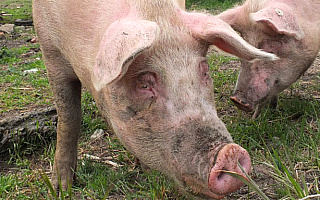 Wzmożone kontrole w pobliżu gospodarstwa, gdzie wykryto wirus ASF u świń